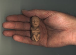 FETAL MODELS SOFT TO TOUCH - BROWN